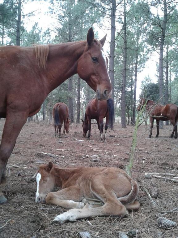 Residential Horse Club Costa Brava Hostel Santa Cristina d'Aro Exterior foto